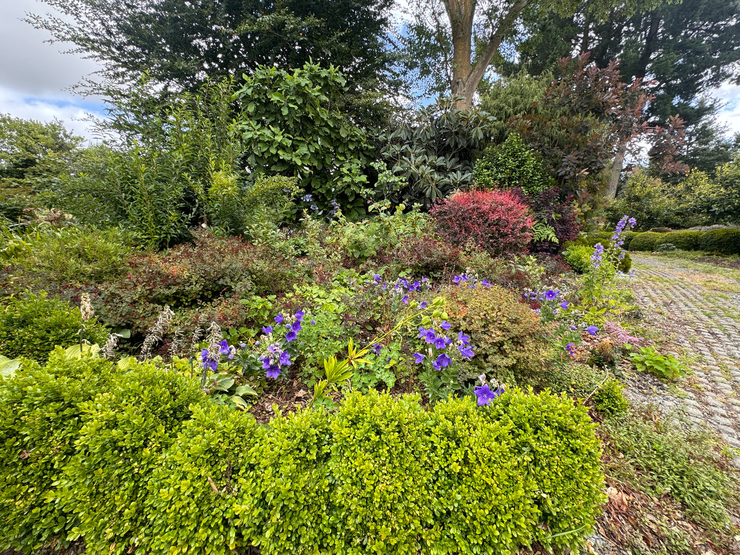 Platycodon grandiflorus