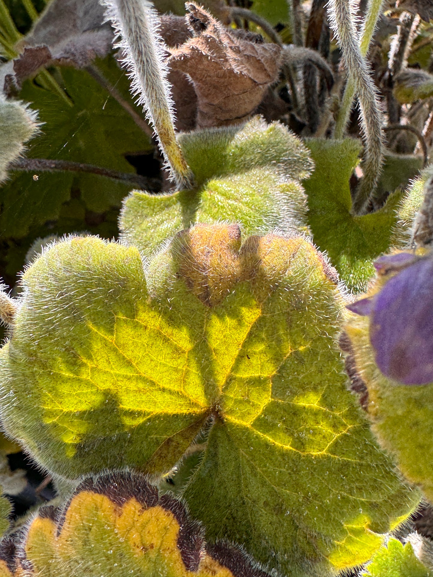 Delphinium vestitum