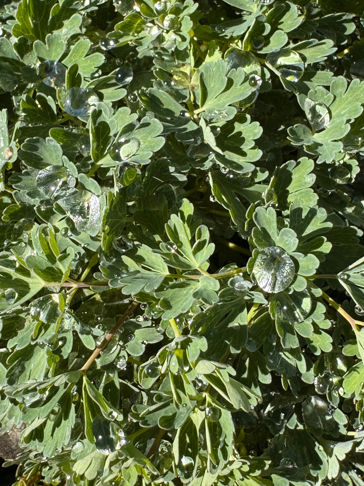 Aquilegia pyrenaica