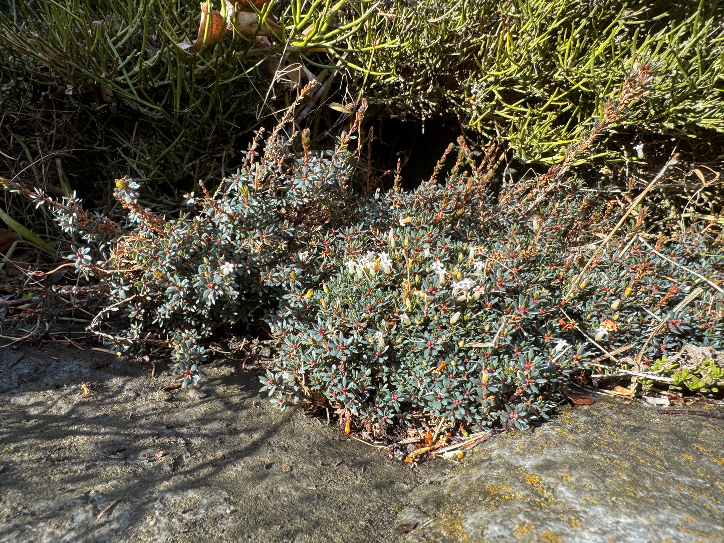 Pentachondra pumila