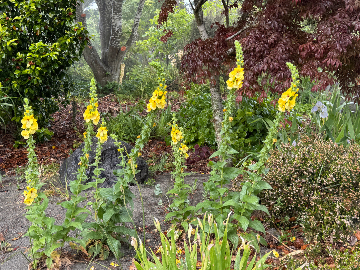 Verbascum creticum 'Cotswold King'