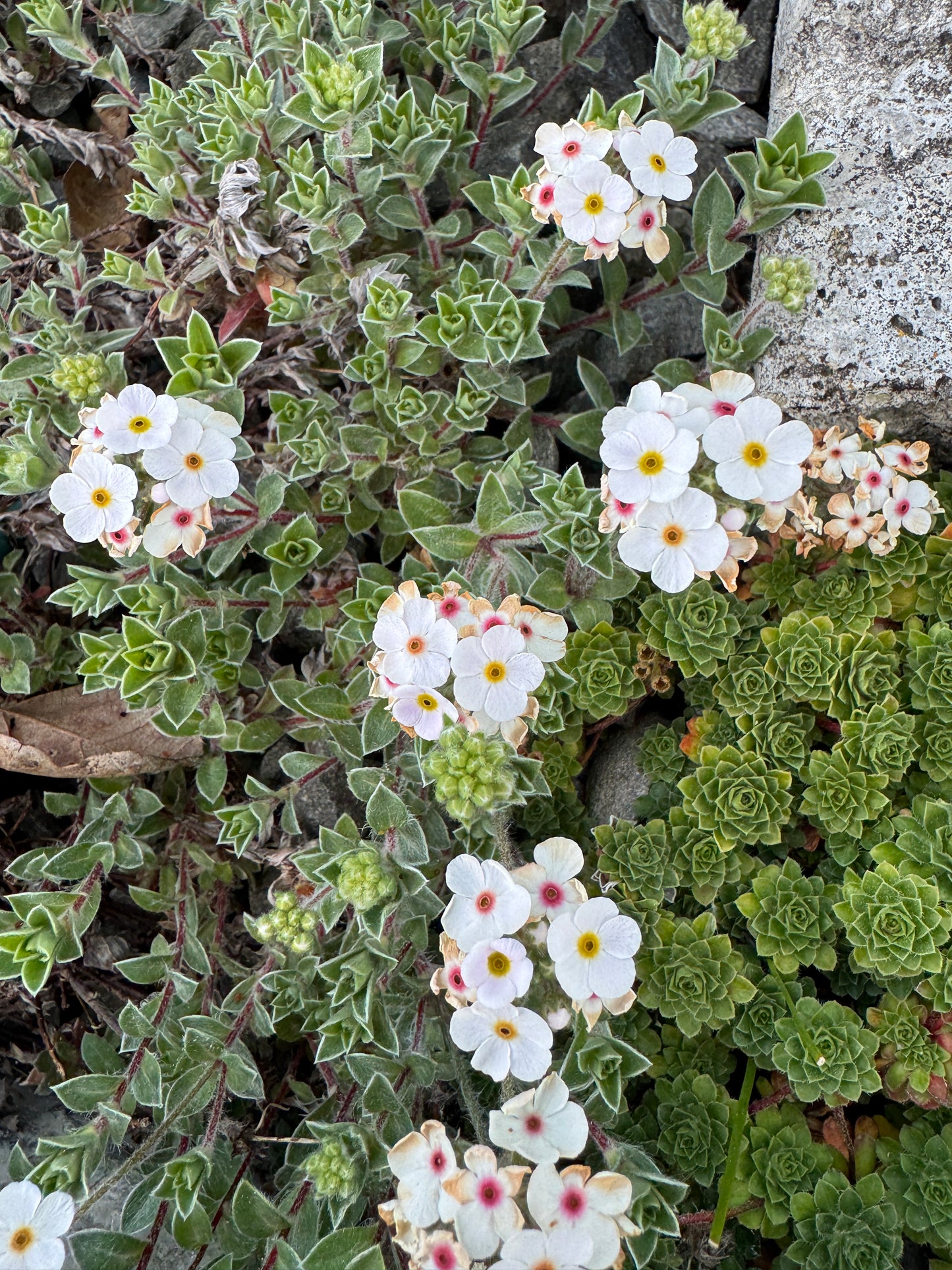 Androsace lanuginosa leichtlinii