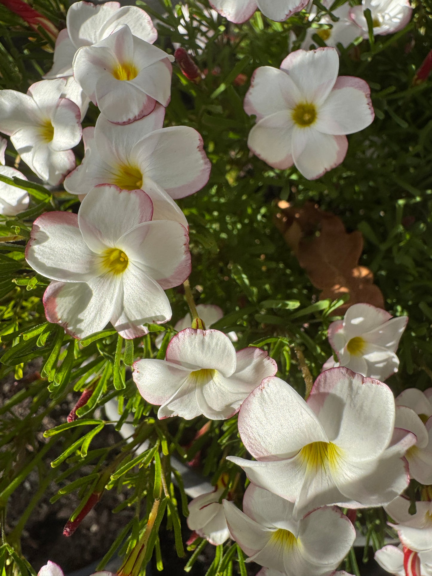Oxalis versicolor