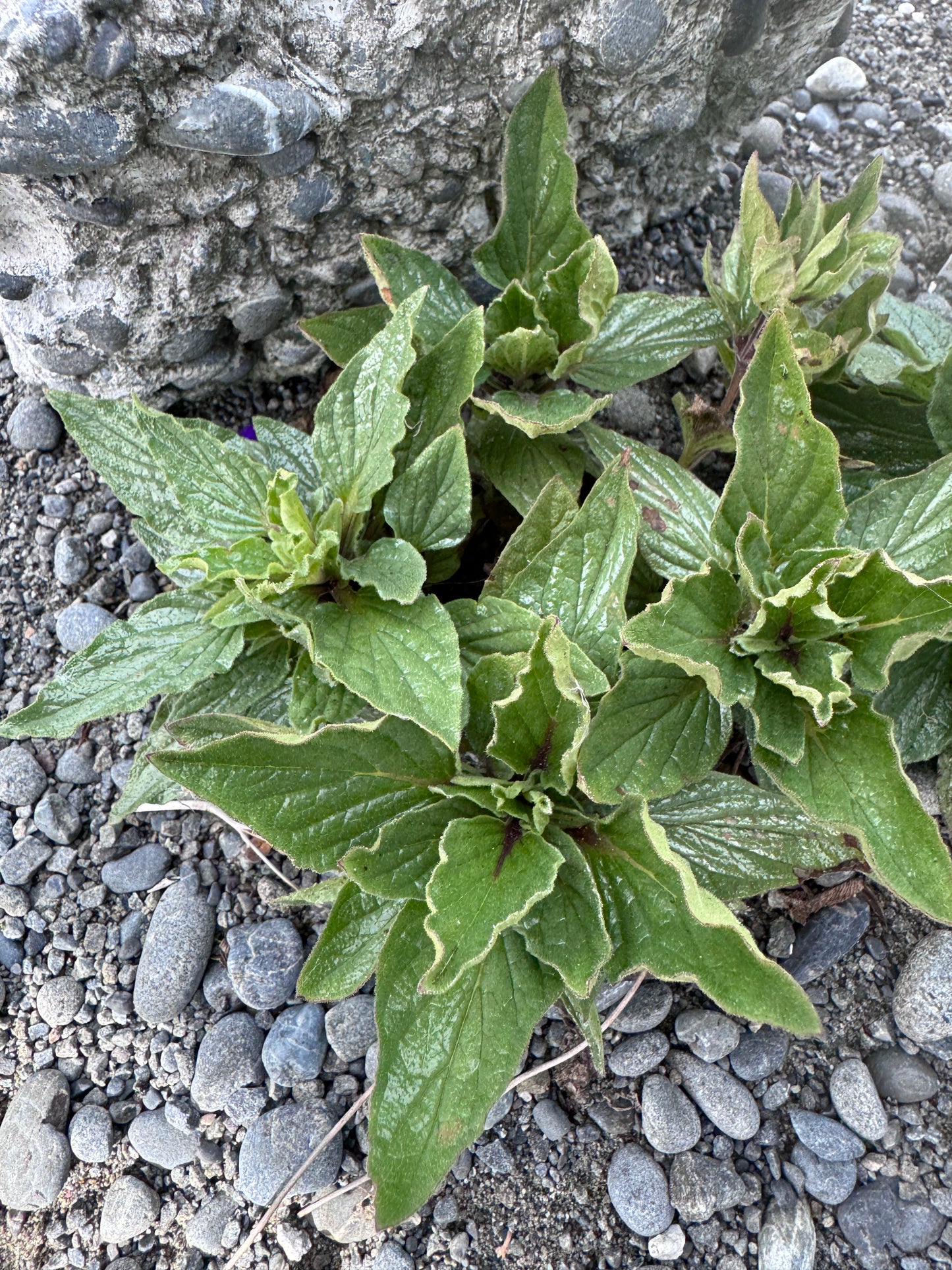 Calceolaria germainii