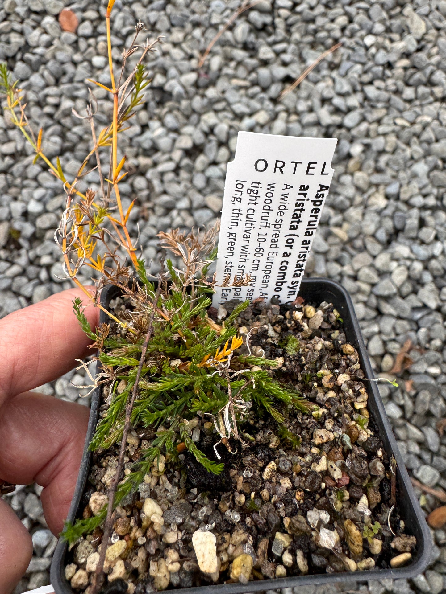 Asperula aristata syn. Cynanchica aristata (or a combo of all 3)