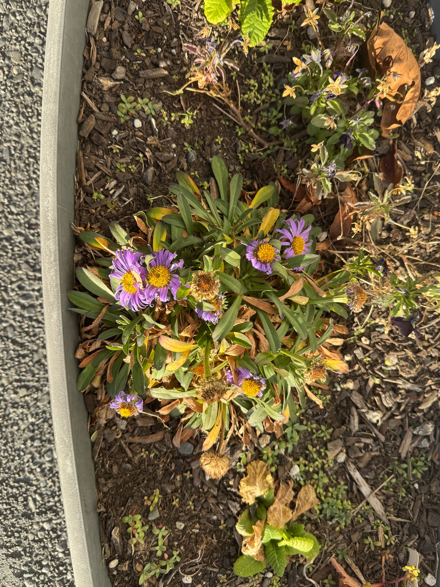 Erigeron glaucus