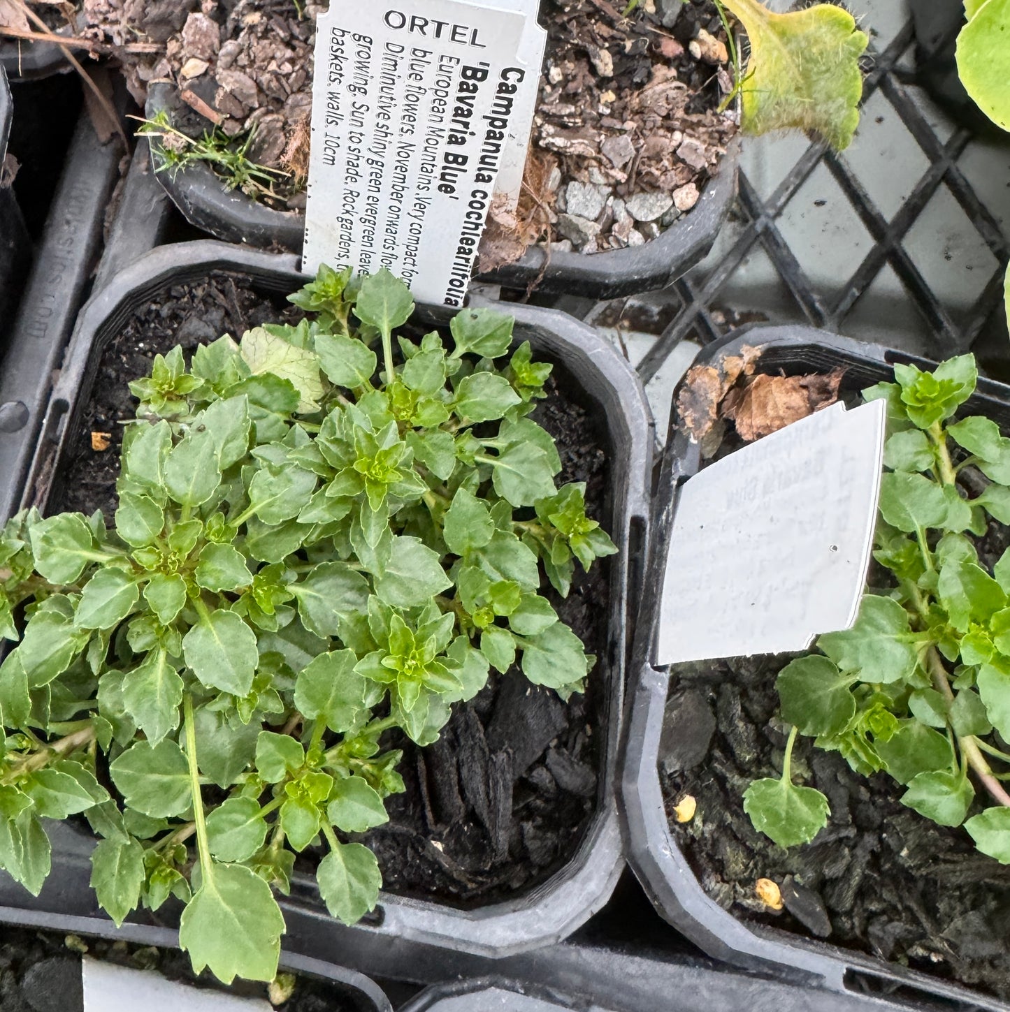 Campanula cochlearifolia 'Bavaria Blue'