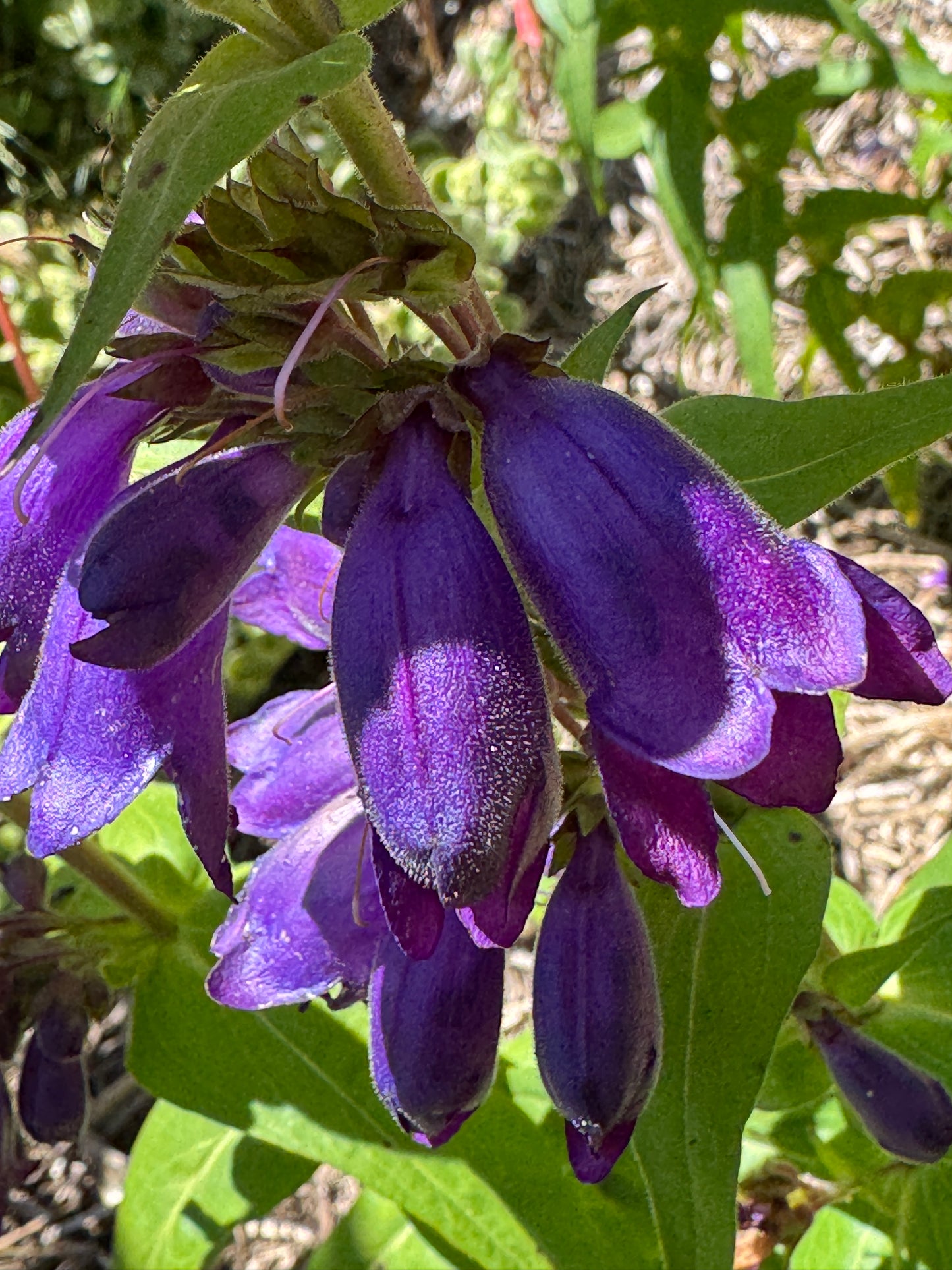 Penstemon 'Purple Passion'