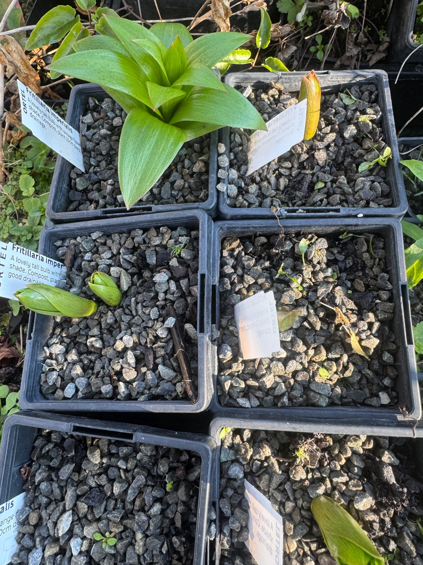 Fritillaria imperialis orange
