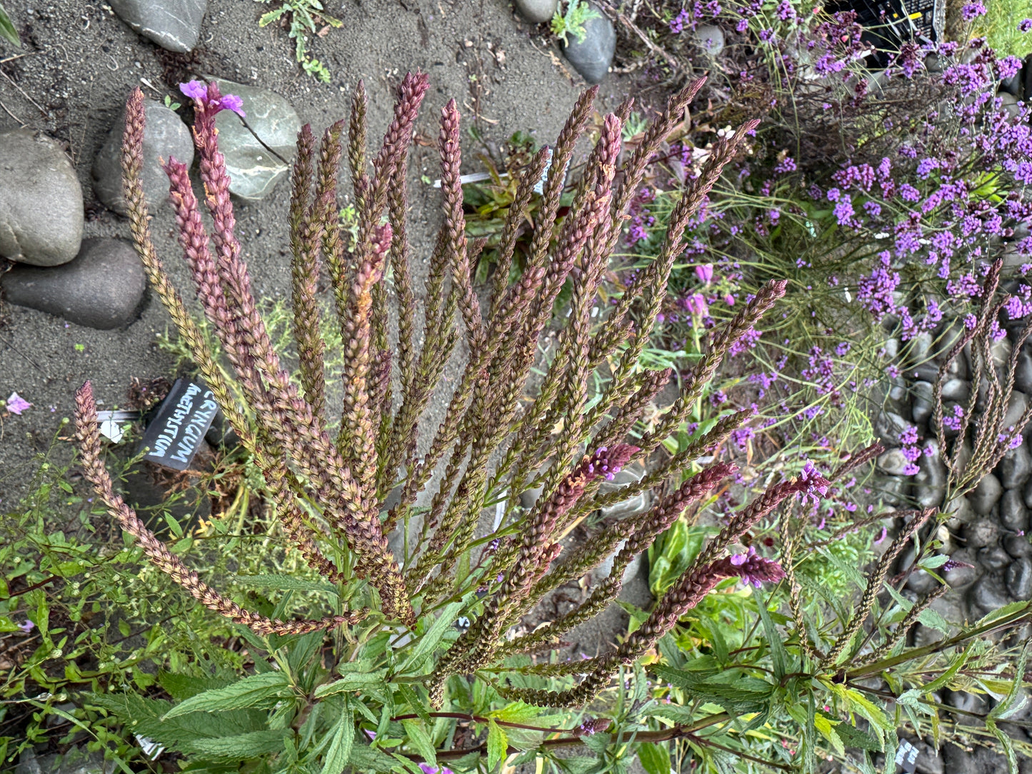 Verbena hastata