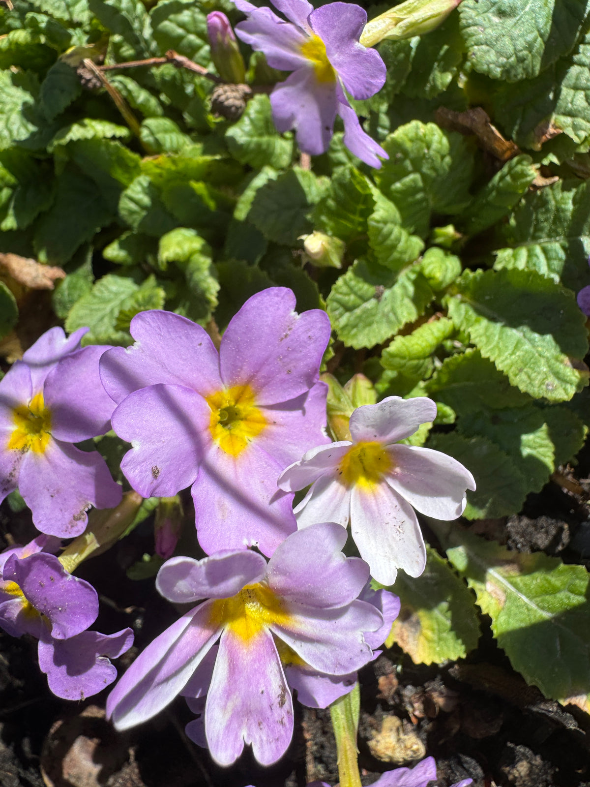 Primula vulgaris var. sibthorpii