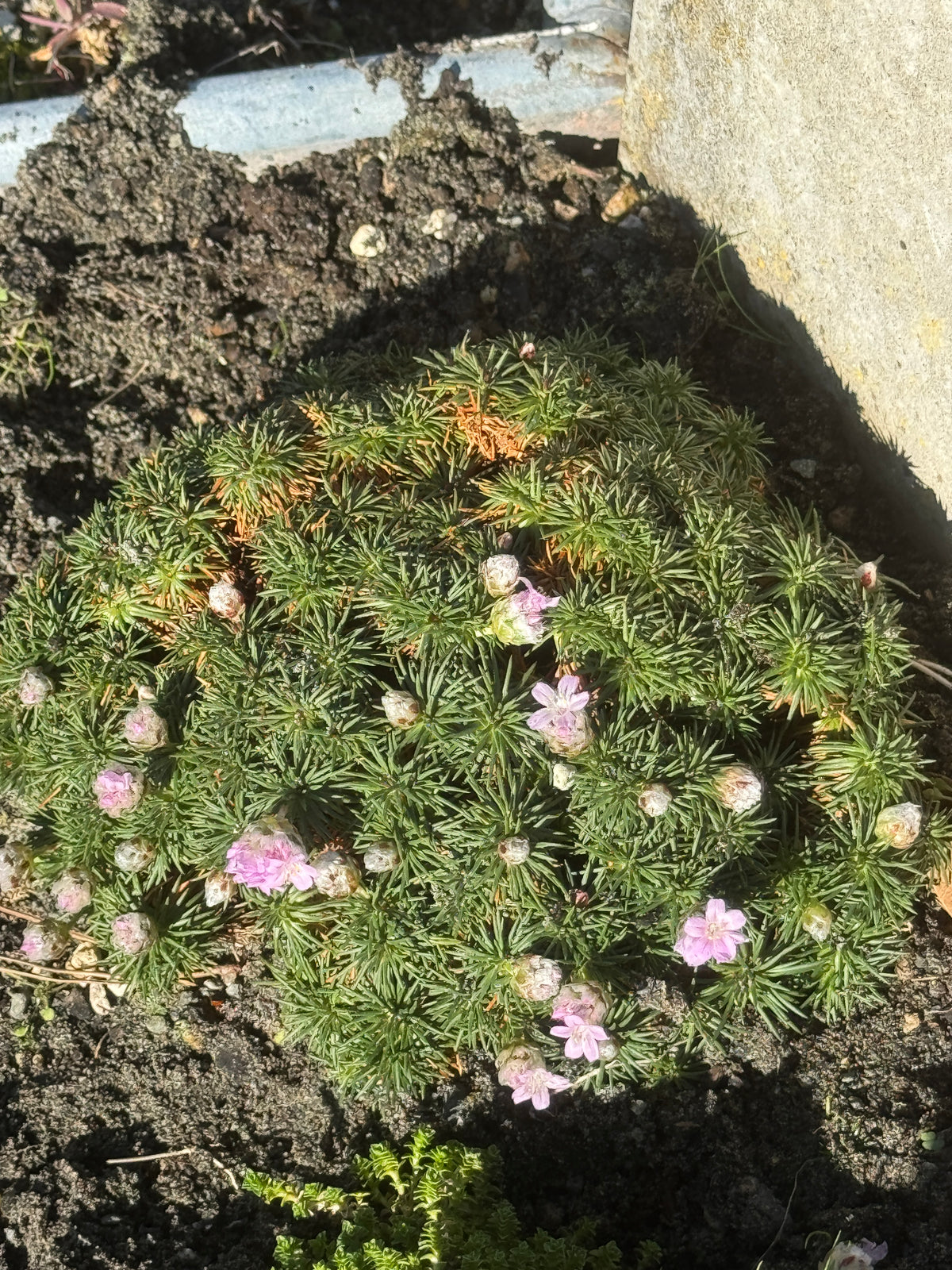 Armeria juniperifolia pale pink/compact