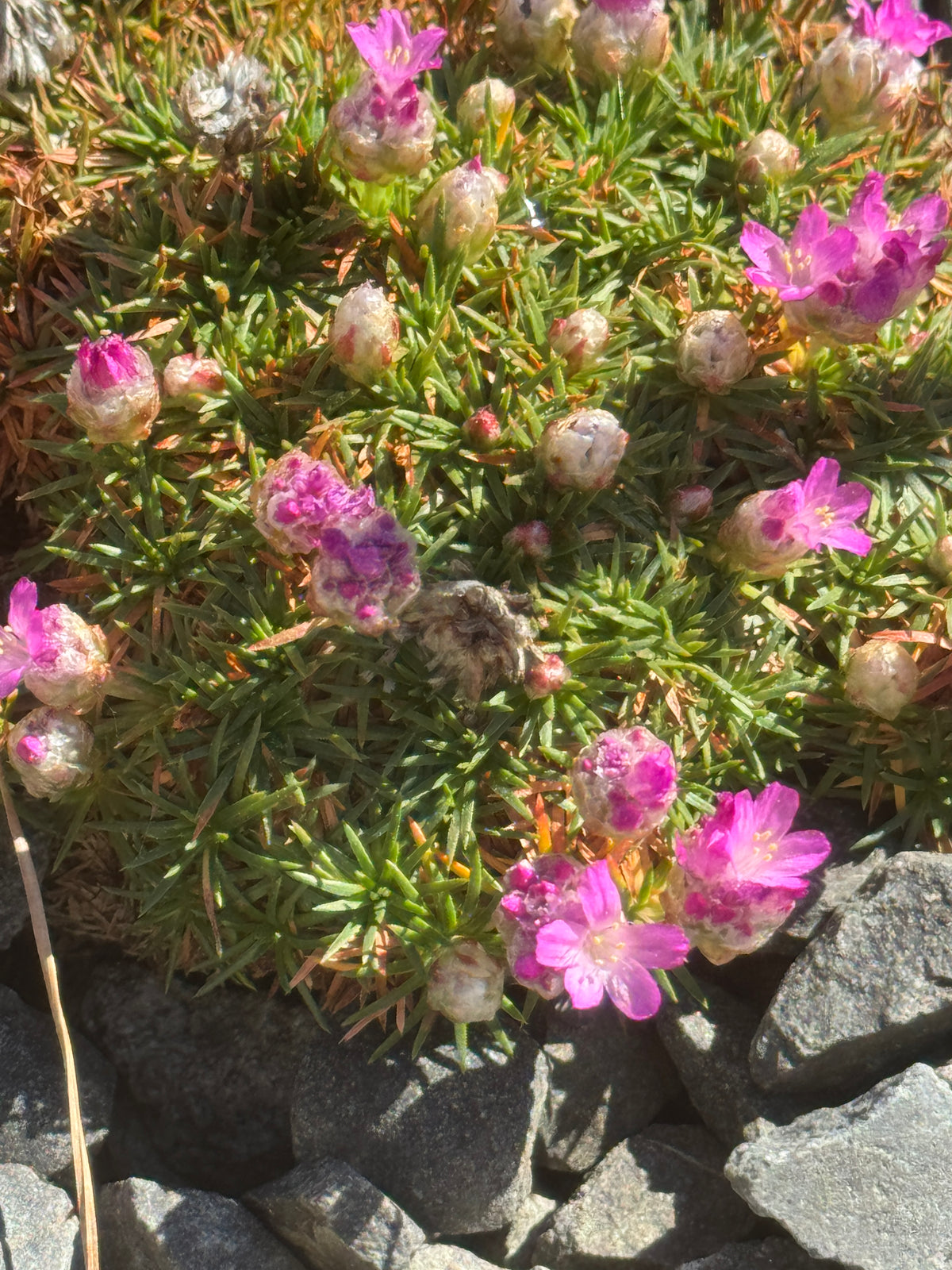 Armeria juniperifolia Bevan's variety