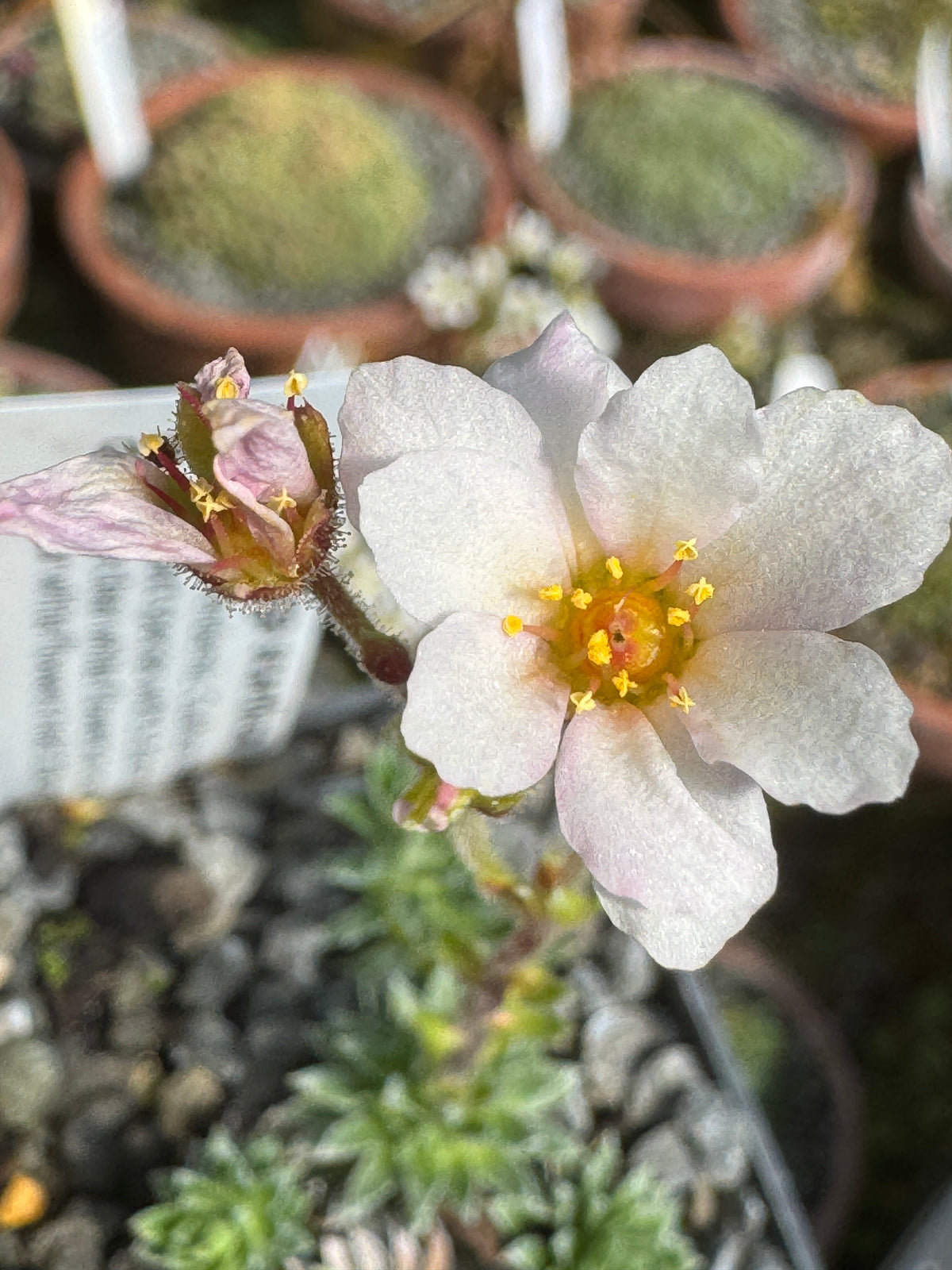 Saxifraga scardica