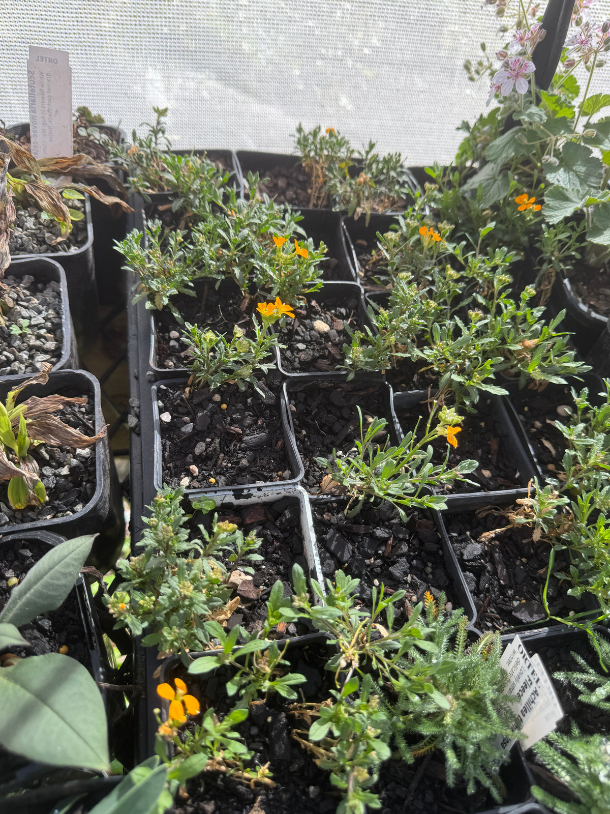 Erysium kotschyanium orange