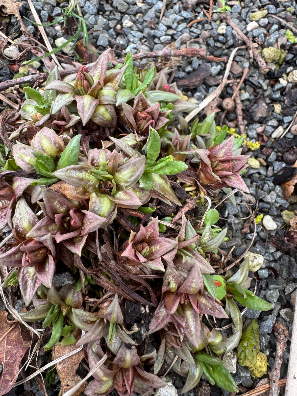 Primula rosea