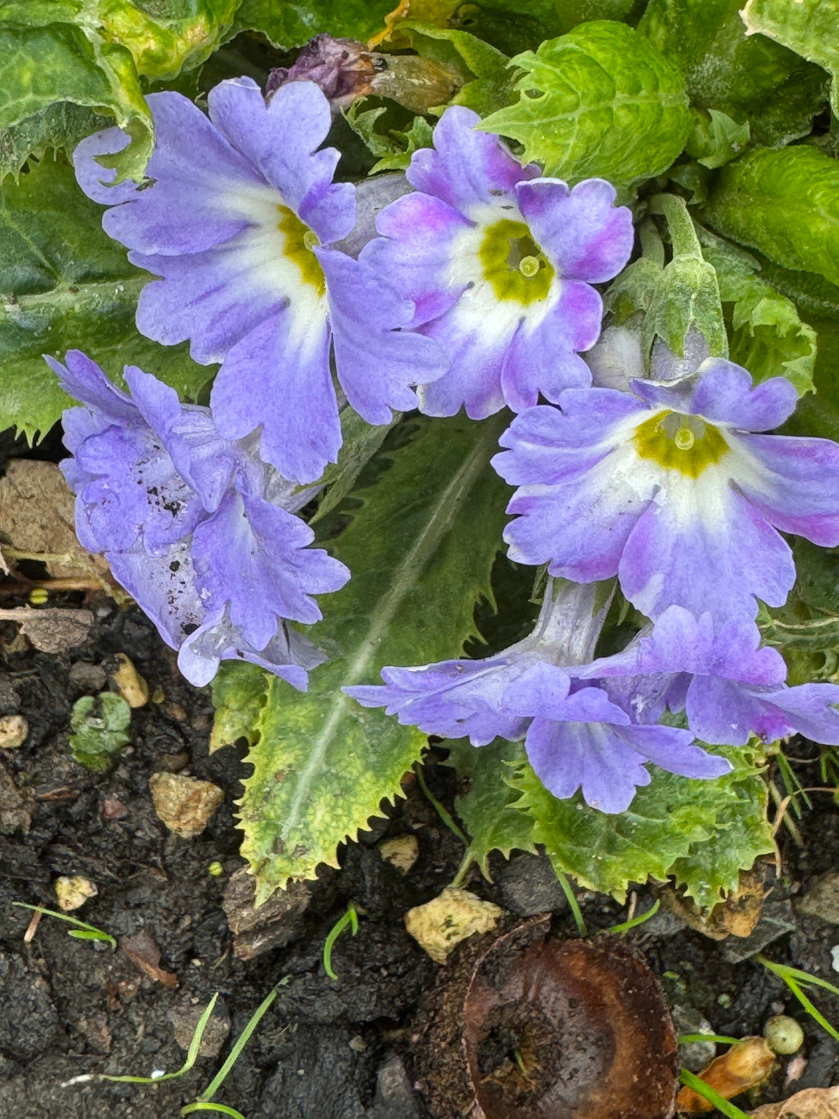 Primula bhutanica