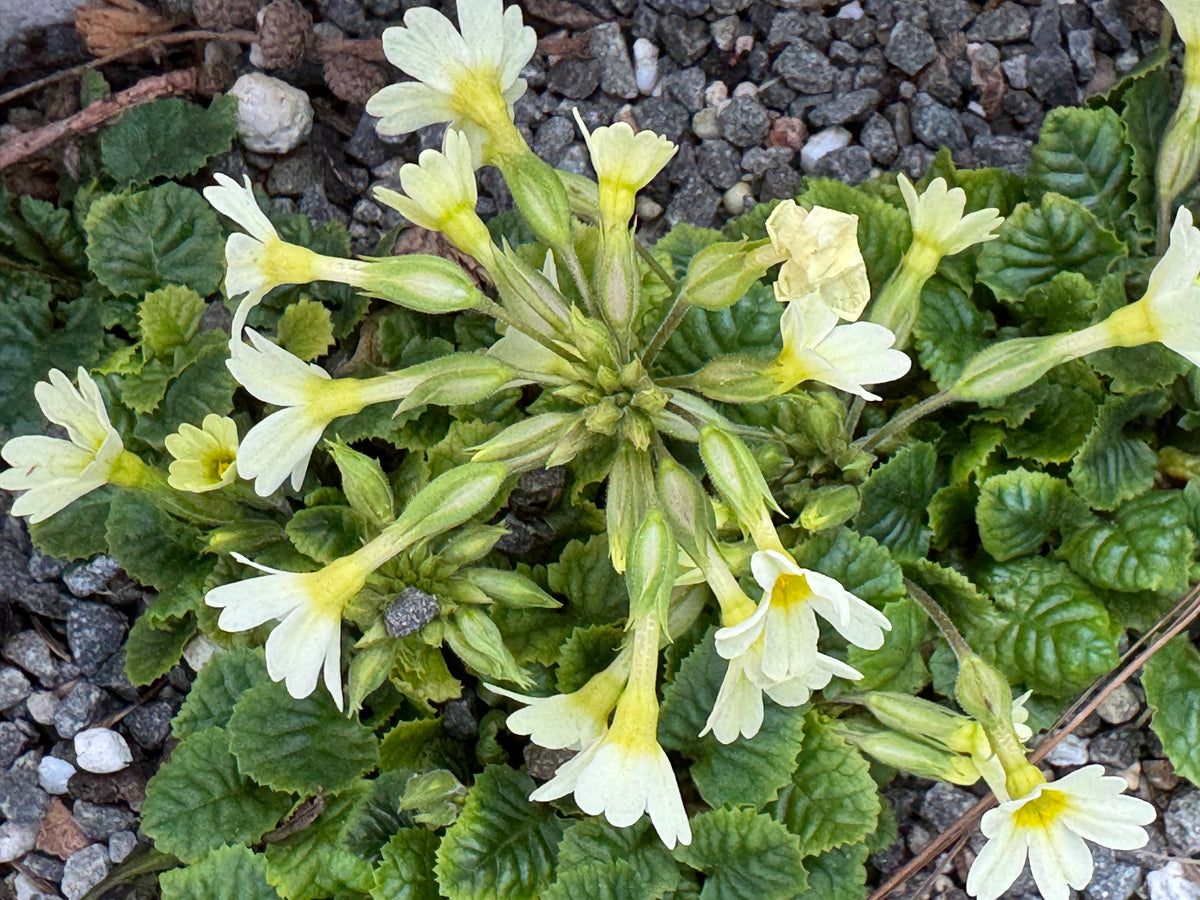 Primula ‘Lady Greer’
