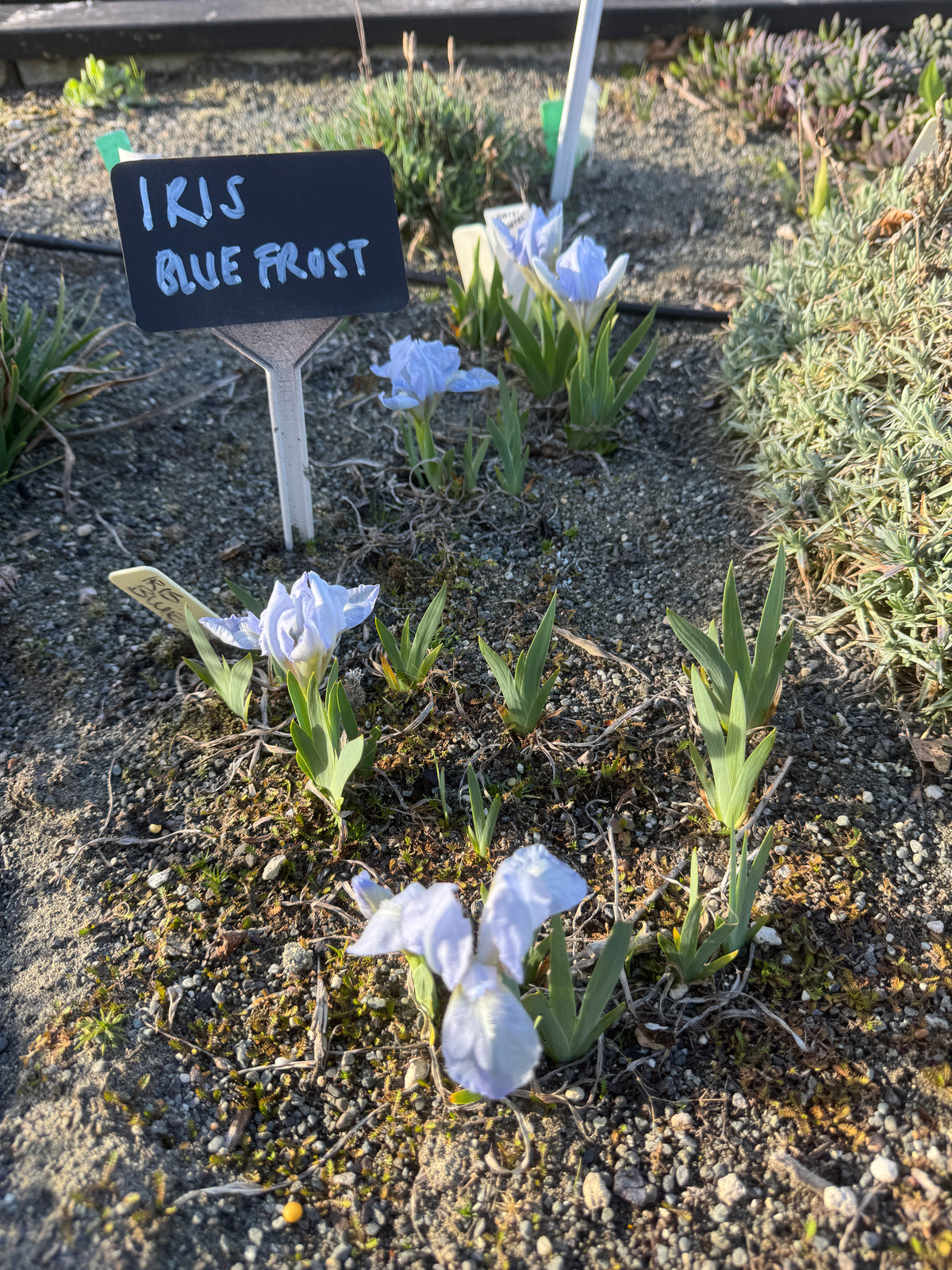 Iris 'Blue Frost'