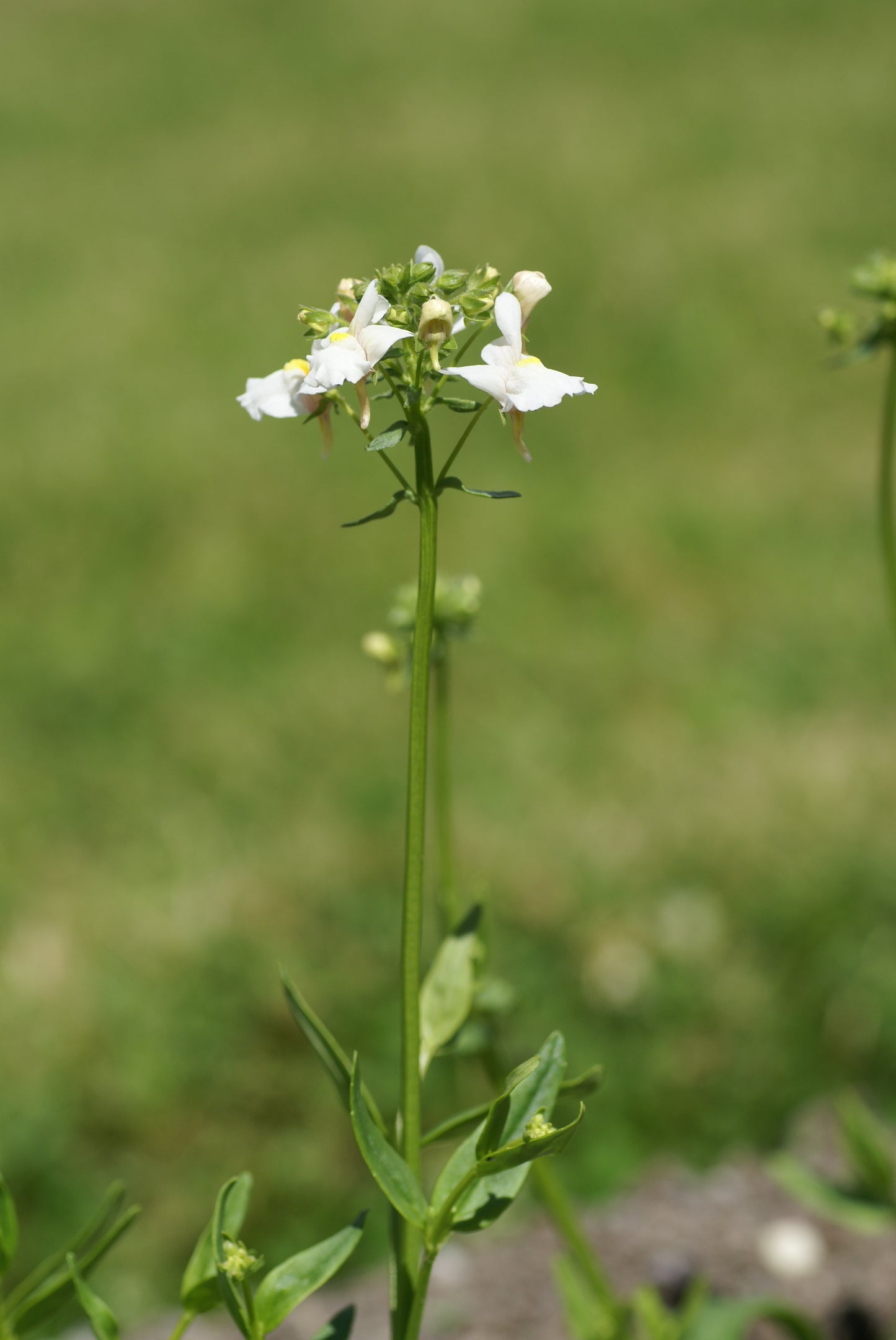 Nemesia floribunda