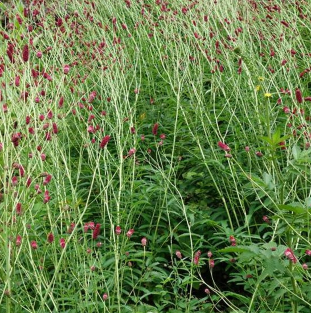 Sanguisorba officianlis
