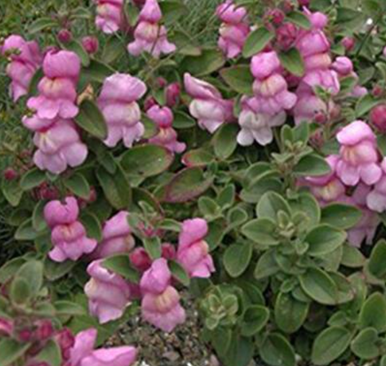 Antirrhinum hispanicum roseum