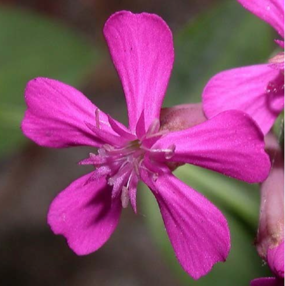 Silene armeria seed