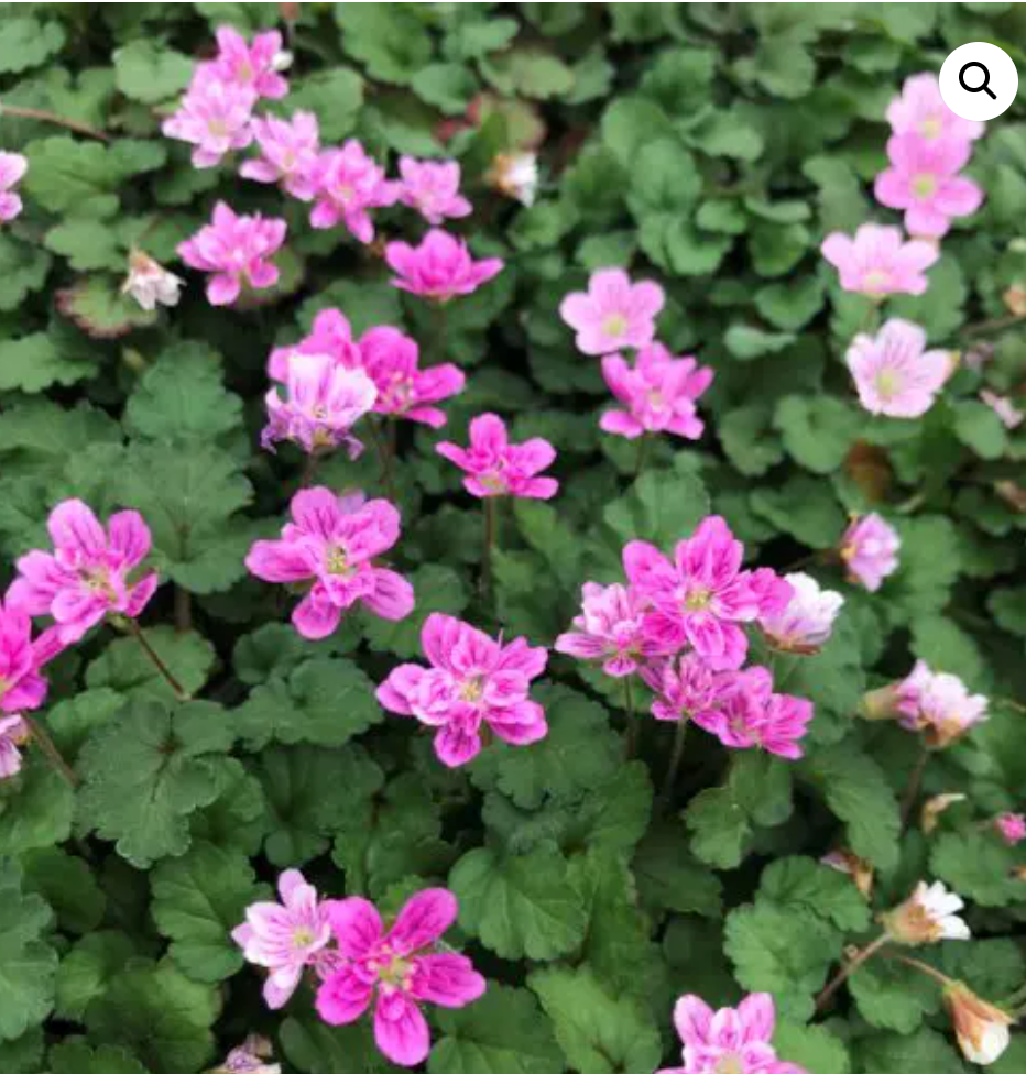 Erodium reichardii ‘Flore Pleno’ double pink