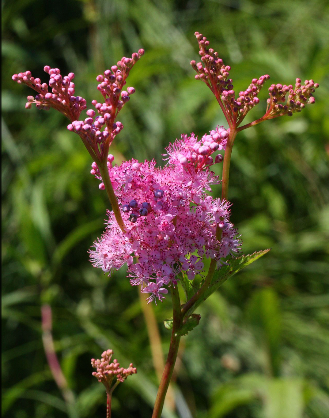Filipendula rubra
