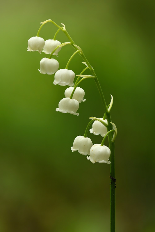 Convallaria majalis Lily of the valley