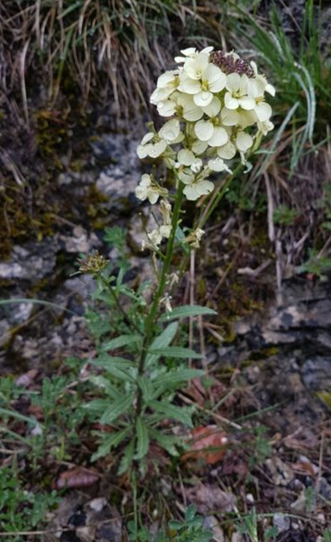 Erysimum witmanni