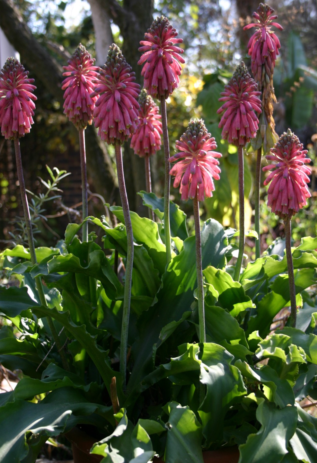 Veltheimia bracteata
