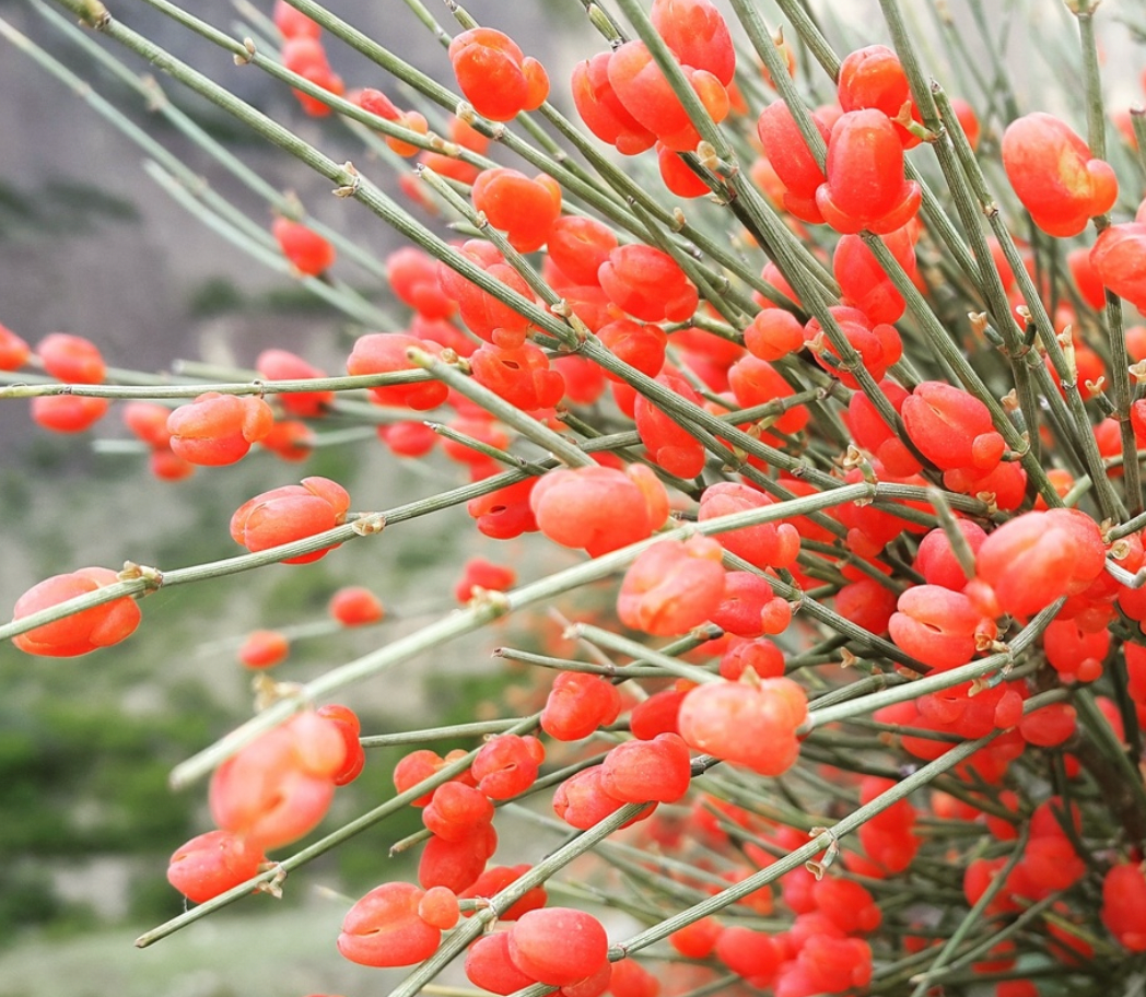 Ephedra minuta ortelgarden