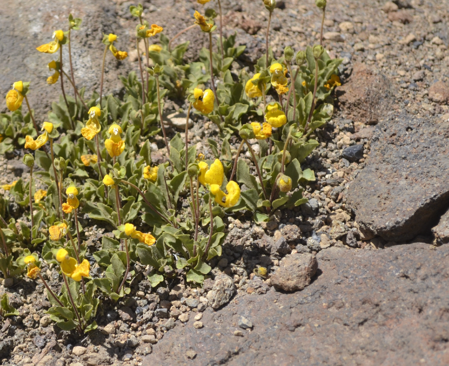 Calceolaria biflora