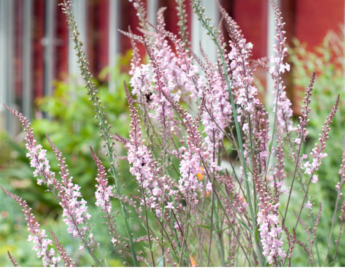 Linaria purpurea 'Canon J Went'