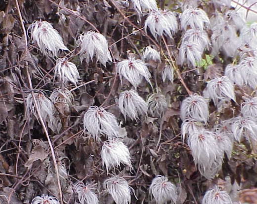 Clematis tangutica syn. C. orientalis var. tangutica