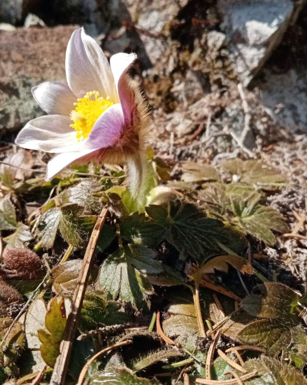 Pulsatilla vernalis var. alpestris