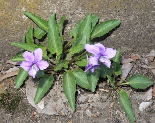 Viola yedonensis
