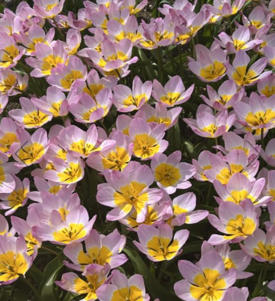 Tulipa saxatilis possibly syn. T. bakeri