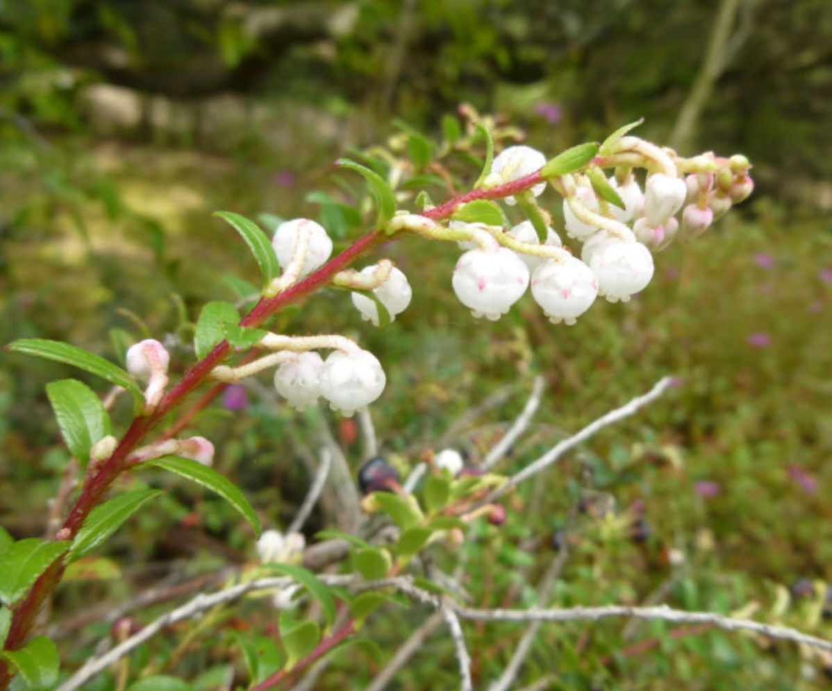 Gaultheria myrsinoides syn. Pernettya prostrata pentlandii