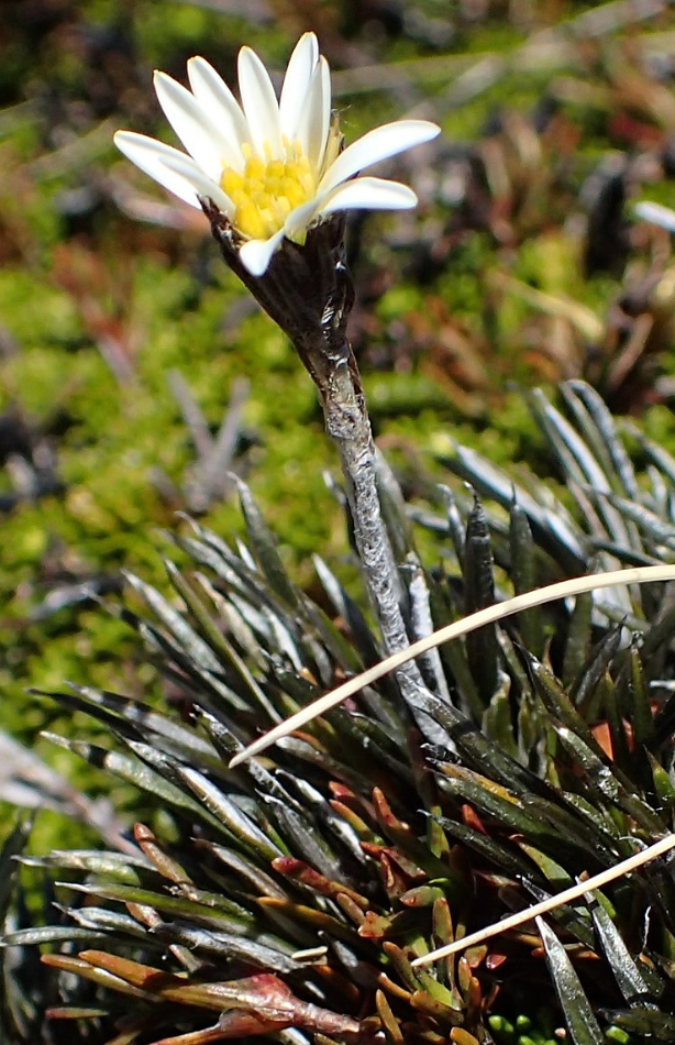 Celmisia gracilenta brown speckled leaf form