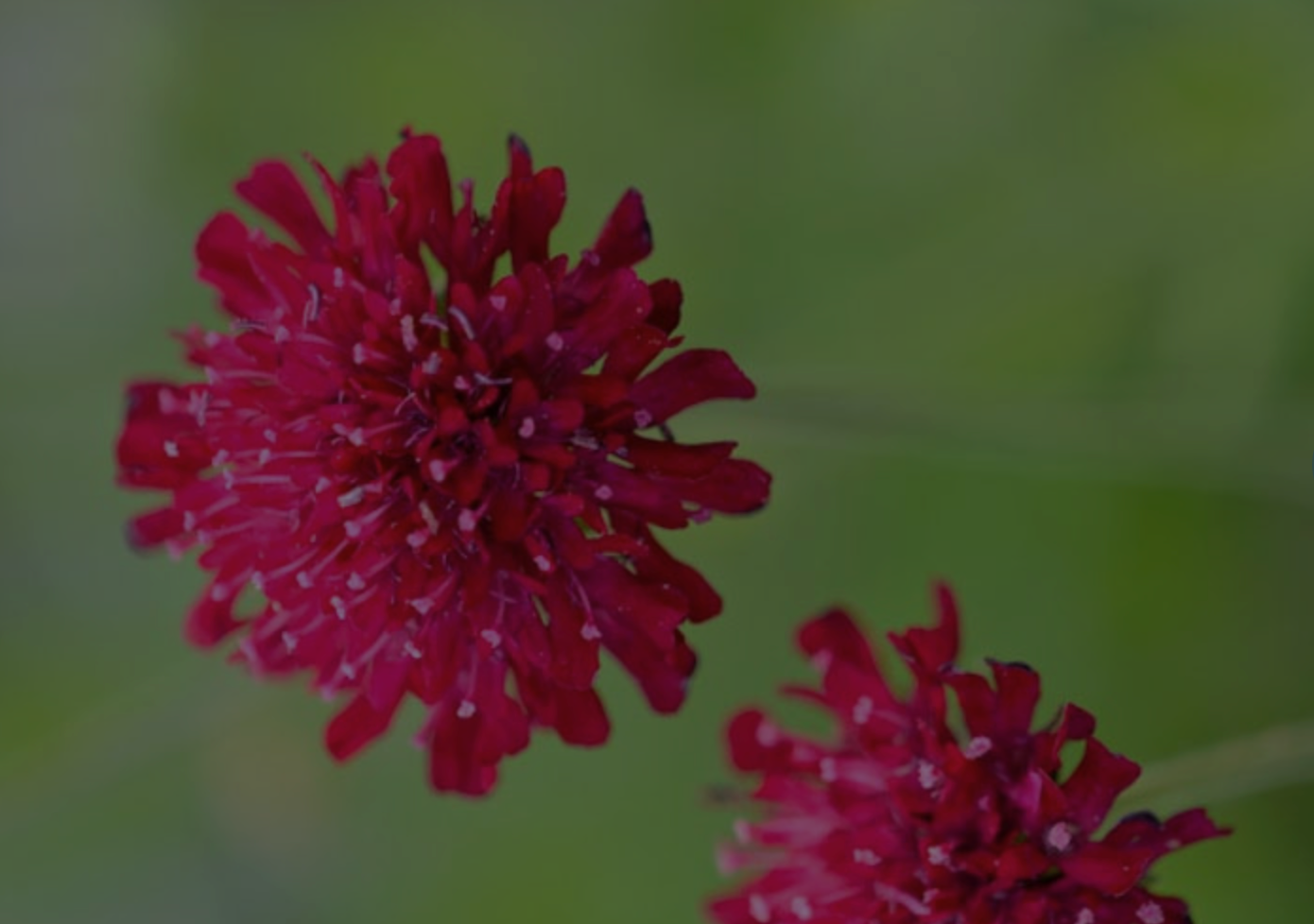 Knautia macedonica syn Scabiosa rumelica