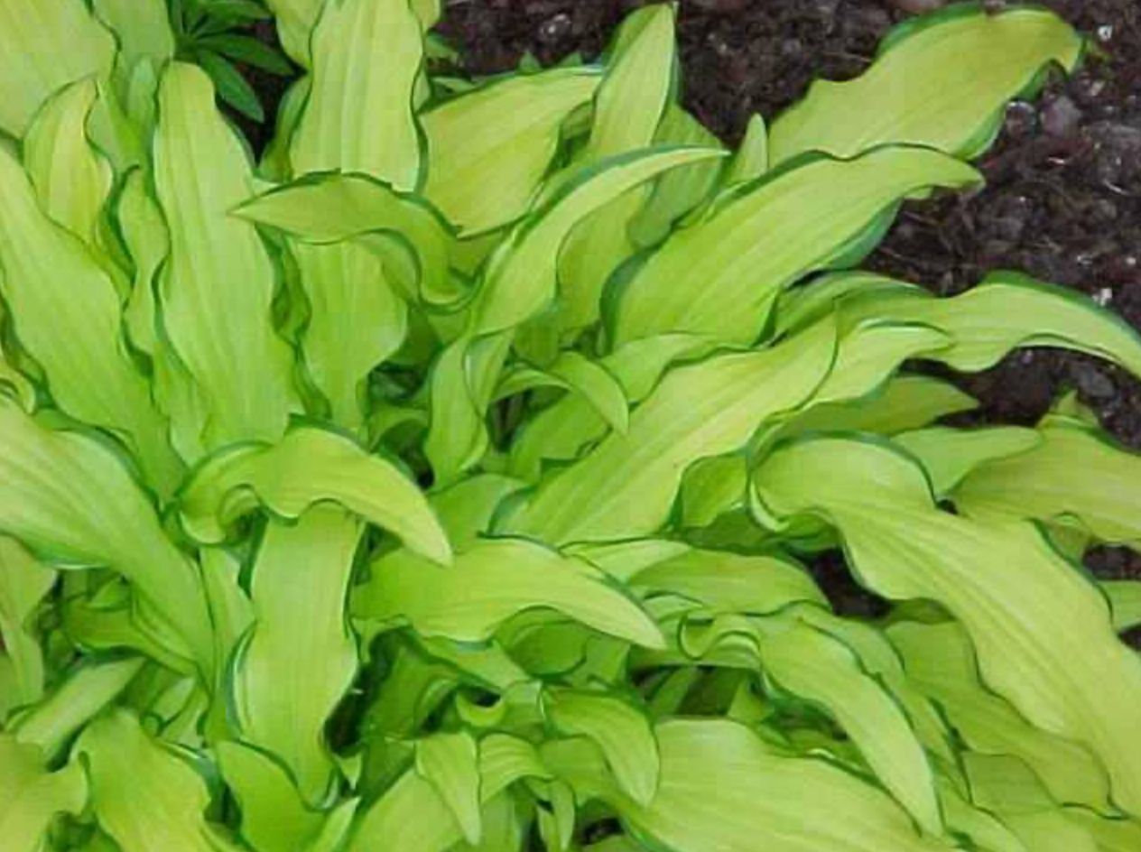 Hosta sieboldii 'Kabitan'