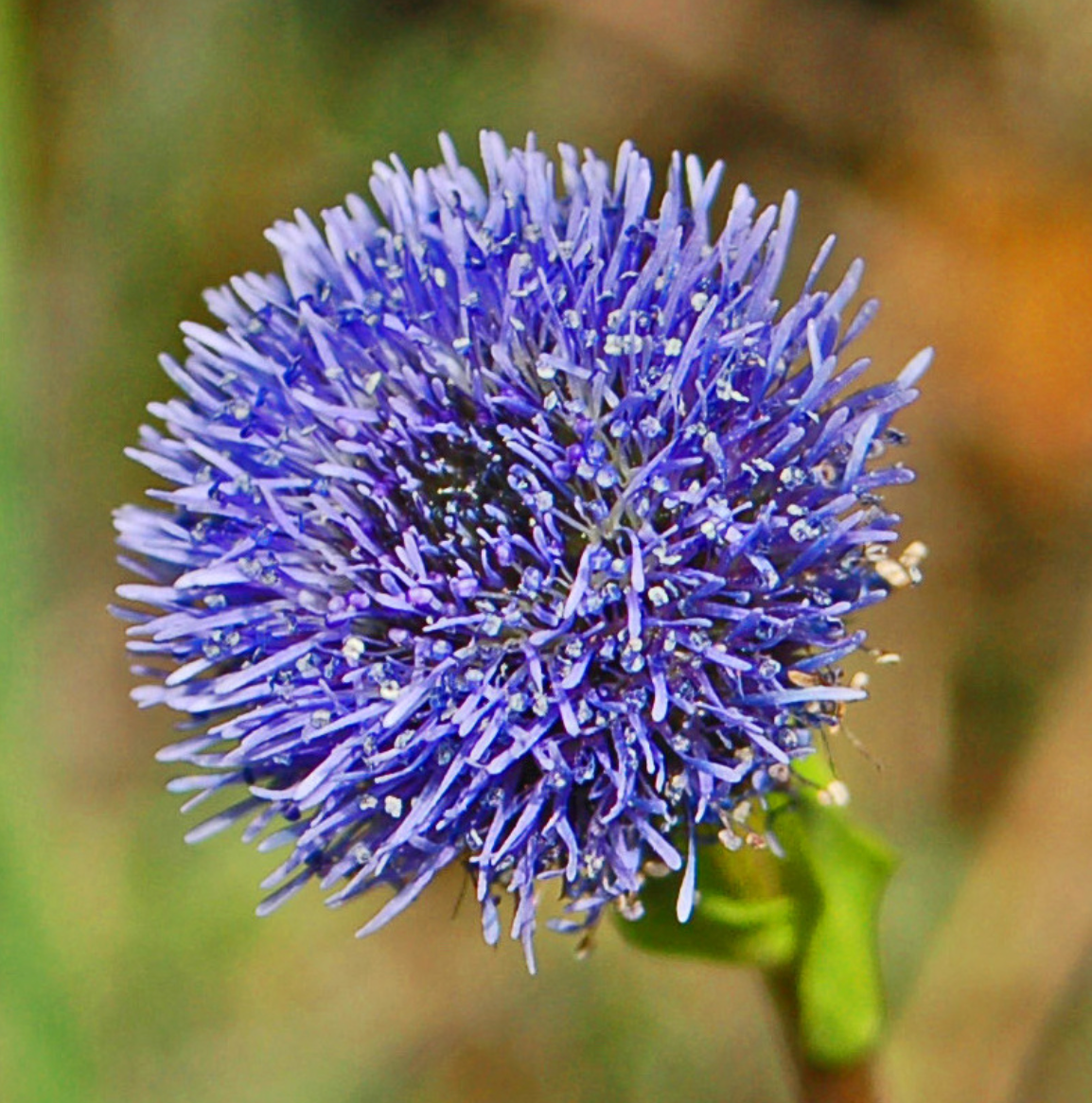 Globularia bisnagarica