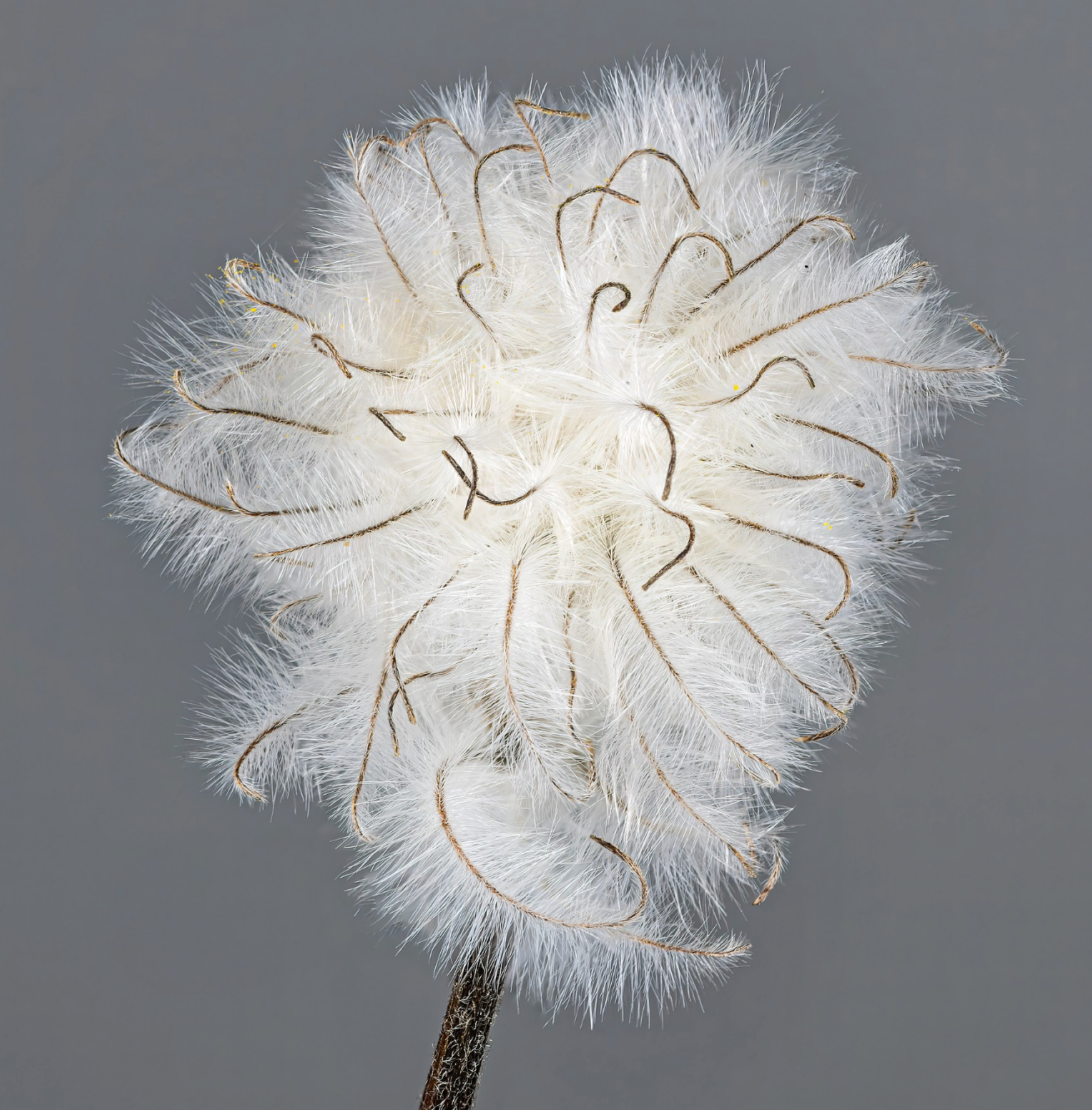 Clematis integrifolia