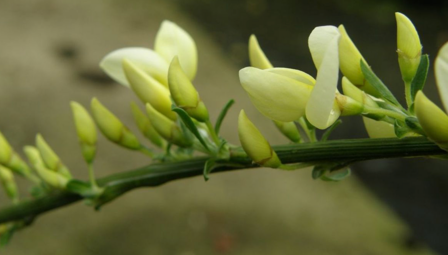 Cytisus x kewensis