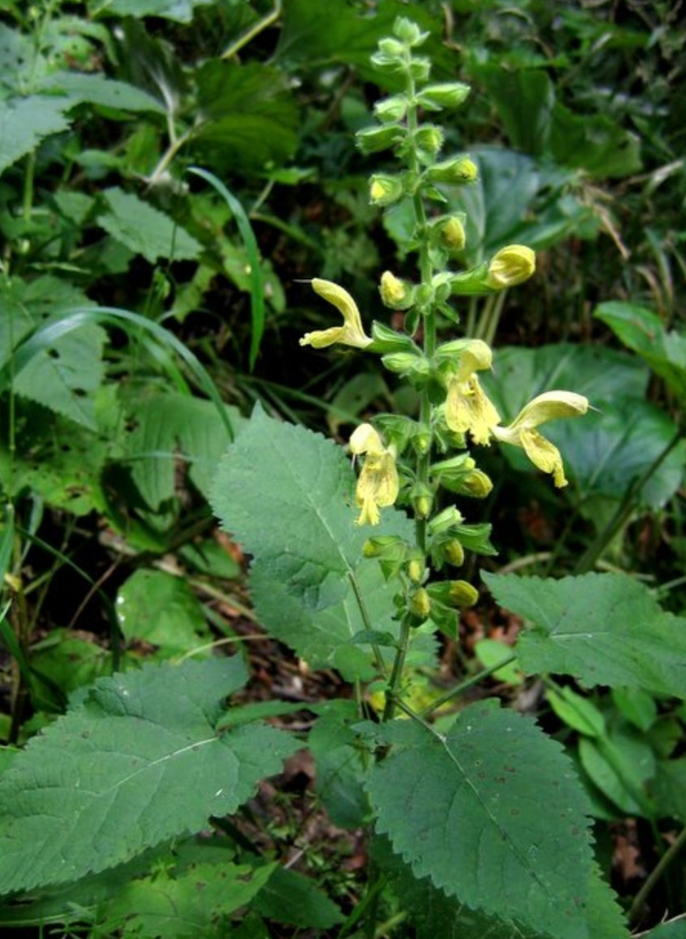 Salvia glutinosa