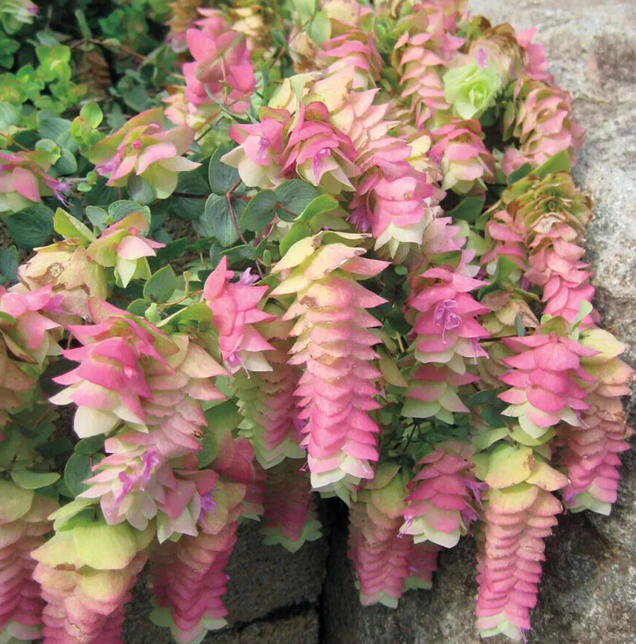 Origanum 'Kent Beauty'