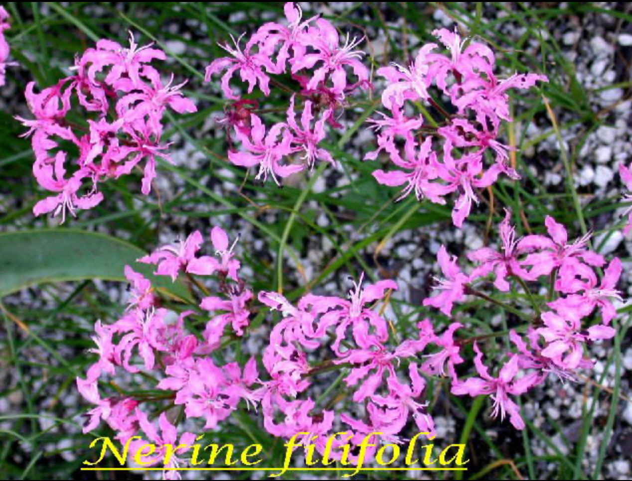 Nerine filifolia