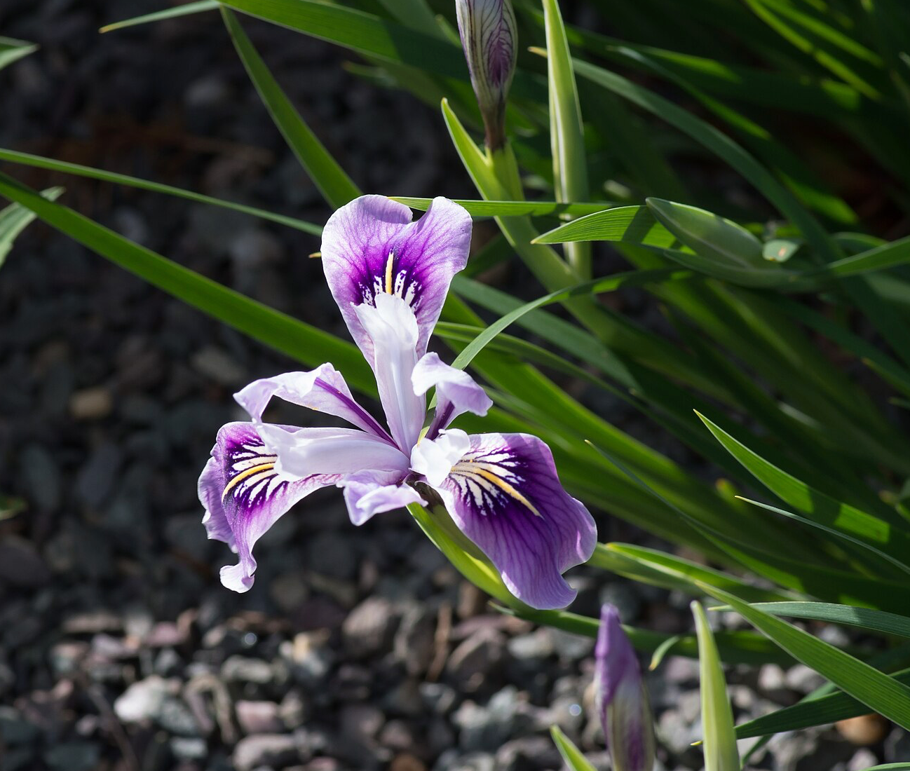 Iris tenax
